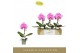 Phalaenopsis Singolo - Victorio - 1 bloem 