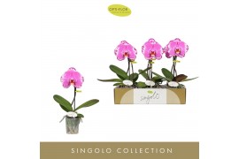 Phalaenopsis Singolo - Victorio - 1 bloem