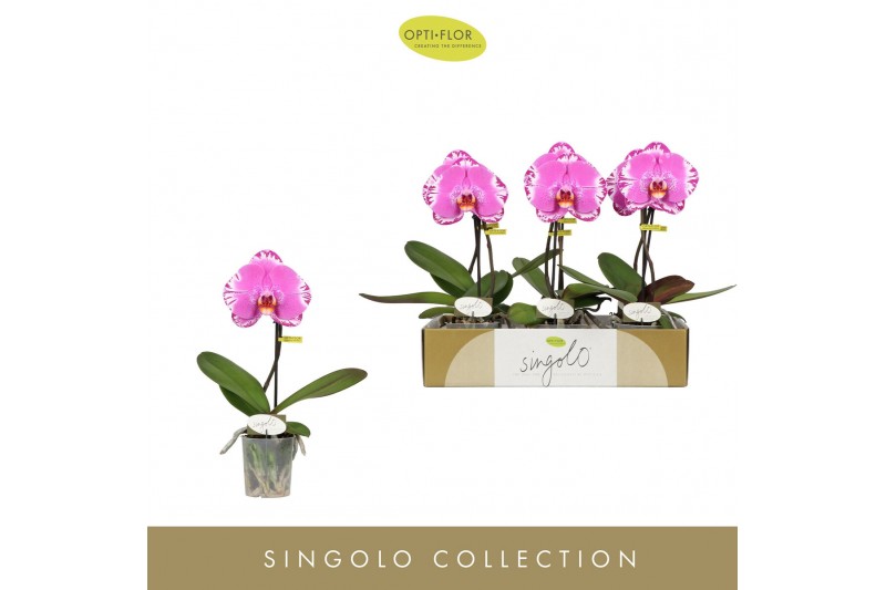 Phalaenopsis Singolo - Victorio - 1 bloem 