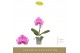 Phalaenopsis Singolo - Victorio - 1 bloem 