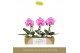Phalaenopsis Singolo - Victorio - 1 bloem 