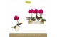 Phalaenopsis paars Singolo - Shima - 1 bloem - Lazio White 