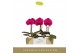 Phalaenopsis paars Singolo - Shima - 1 bloem - Lazio White 