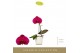 Phalaenopsis paars Singolo - Shima - 1 bloem - Lazio White 