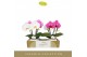 Phalaenopsis mix Singolo & Co - Mix - 2 bloem - Lazio White 