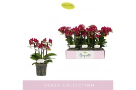 Phalaenopsis multiflora rood Boquetto Temptation 3-5 tak
