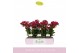 Phalaenopsis multiflora rood Boquetto Temptation 3-5 tak 