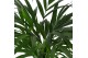 Dypsis lutescens 