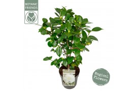 Camellia japonica nuccios gem