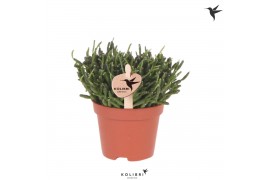Rhipsalis baccifera kolibri greens