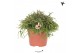 Rhipsalis baccifera oasis Kolibri Greens Rhipsalis Cassutha Oasis cm d 
