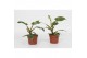 Philodendron Philodendron White Princess 12cm 1 pp 