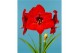 Hippeastrum Red Lion 