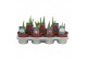 Hippeastrum Mix - 2 knop 