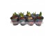 Hippeastrum Mix - Potcover - 2 knop 