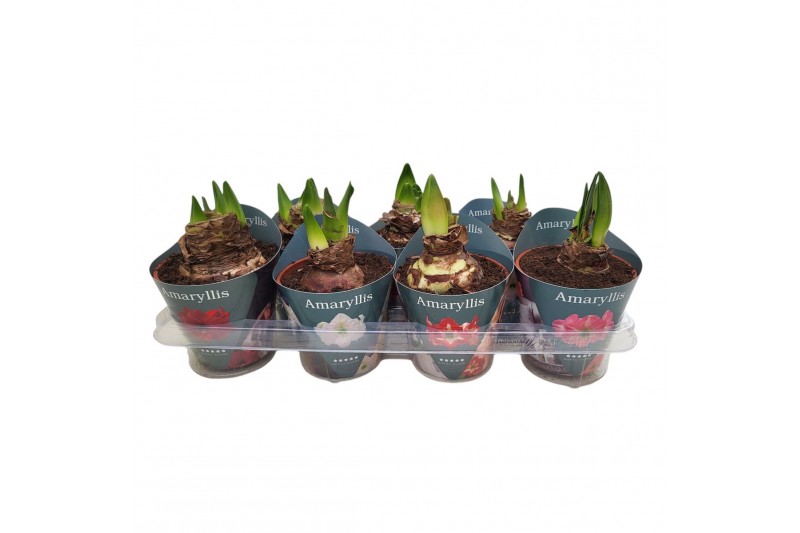 Hippeastrum Mix - Potcover - 2 knop 