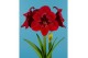 Hippeastrum Premiere 