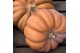 Cucurbita pepo Muscate du Provence (1045) 