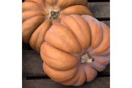 Cucurbita pepo Muscate du Provence (1045)