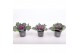 Brassica oleracea glad rood 