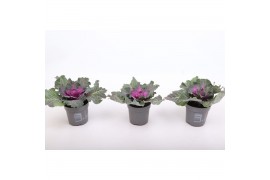 Brassica oleracea glad rood