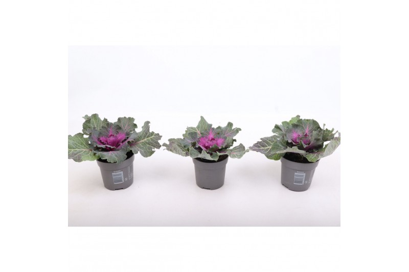 Brassica oleracea glad rood 