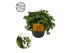 Sedum makinoi Tornado 