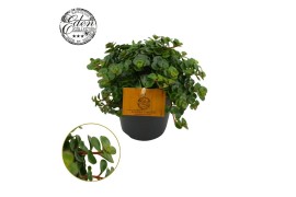 Sedum makinoi Tornado