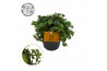 Sedum makinoi Tornado