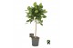Ficus benghalensis audrey Ficus beng. Audrey op stam 1 pp 1 tak/plnt 