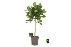 Ficus benghalensis audrey Ficus beng. Audrey op stam 1 pp 1 tak/plnt