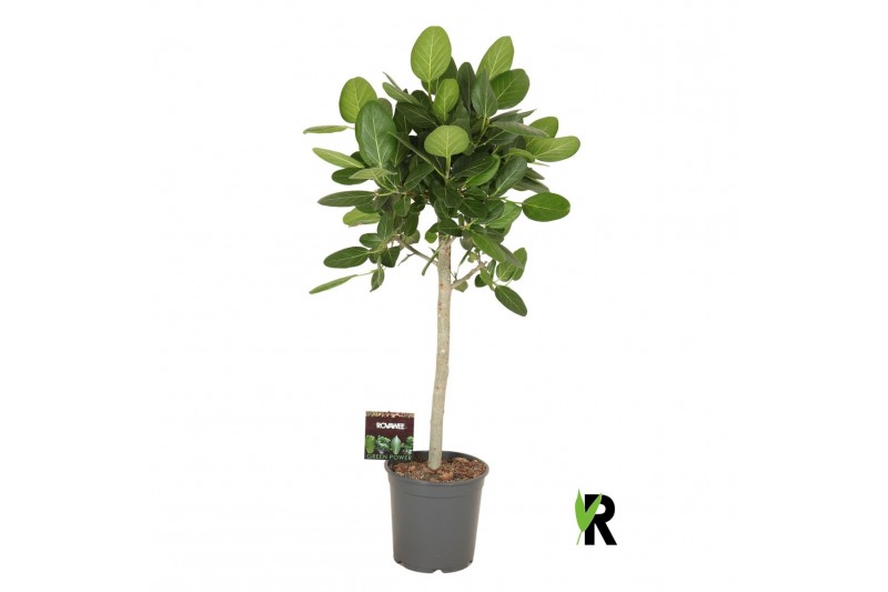 Ficus benghalensis audrey Ficus beng. Audrey op stam 1 pp 1 tak/plnt 