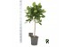 Ficus benghalensis audrey Ficus beng. Audrey op stam 1 pp 1 tak/plnt 