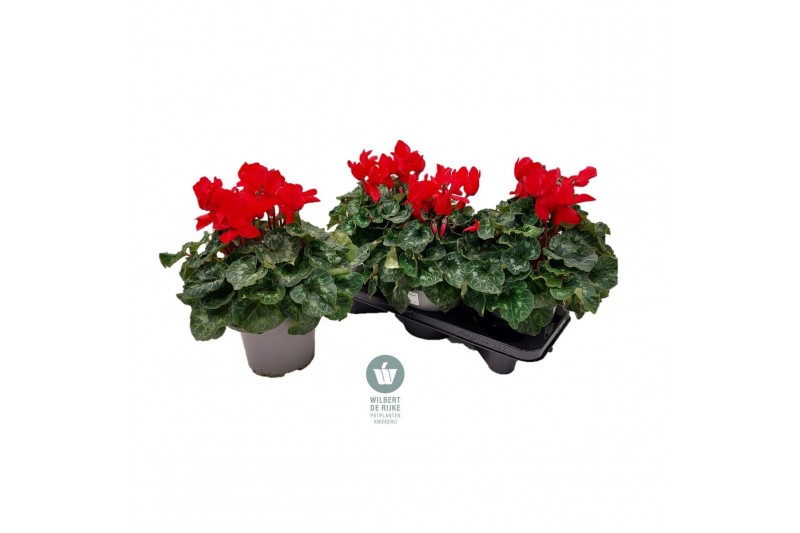 Cyclamen pers. super serrie mammoth Rood - 32cm Diam. 