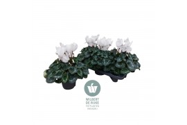 Cyclamen pers. super serrie mammoth Wit - 32cm Diam.