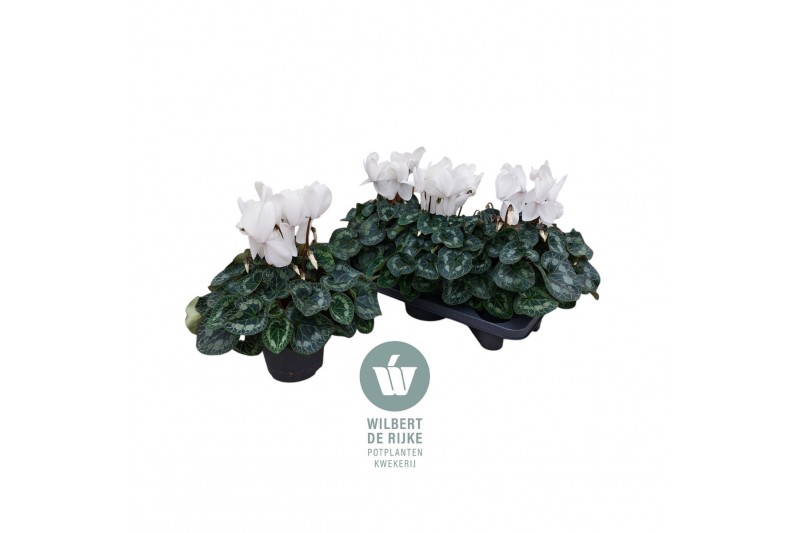 Cyclamen pers. super serrie mammoth Wit - 32cm Diam. Cyclamen pers. super serrie mammoth Wit - 32cm Diam.