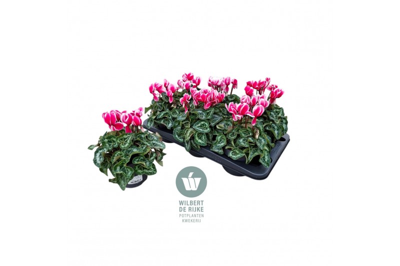 Cyclamen pers. midi super serie allure Fuji, Roze gevlamd - 25cm Diam. Cyclamen pers. midi super serie allure Fuji, Roze gevlamd - 25cm Diam.