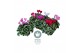 Cyclamen pers. midi super serie rembrandt Mixtray - 25cm Diam. 