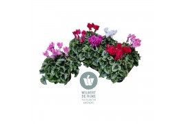 Cyclamen pers. midi super serie rembrandt Mixtray - 25cm Diam.