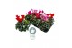 Cyclamen pers. midi super serie rembrandt Mixtray - 25cm Diam. 