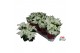 Euphorbia pul. princettia pure white 6+ Bloem 