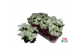 Euphorbia pul. princettia pure white 6+ Bloem