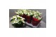 Euphorbia pul. princettia pure white 6+ Bloem 
