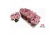 Euphorbia pul. princettia pink 6+ Bloem 