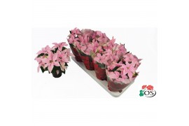 Euphorbia pul. princettia pink 6+ Bloem