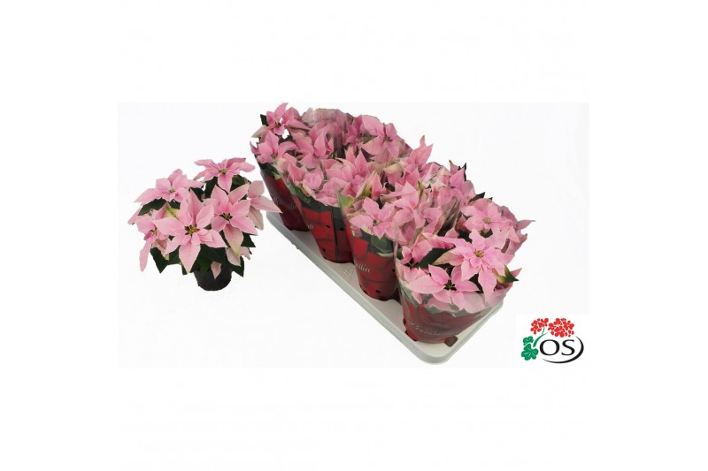Euphorbia pul. princettia pink 6+ Bloem 
