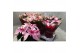 Euphorbia pul. princettia pink 6+ Bloem 