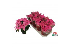 Euphorbia pul. princettia hot pink 6+ Bloem