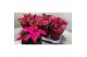 Euphorbia pul. princettia hot pink 6+ Bloem 