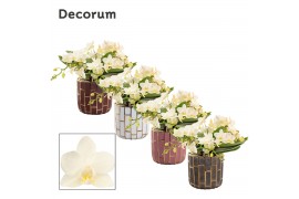 Phalaenopsis Anthura  Nazare Table Whitney - 4+ tak, 20+ bloem - Pasca